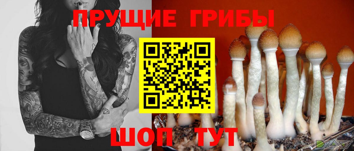 Псилоцибиновые грибы GOLDEN TEACHER Хабаровск